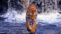 pic for Tiger In Front Of Waterfall 